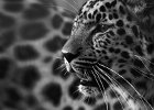 Amur Leopard - Ian Ruthven (Beginners).jpg